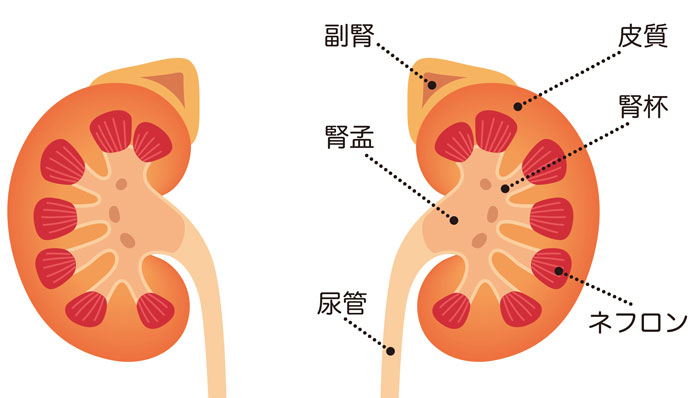 肾上腺